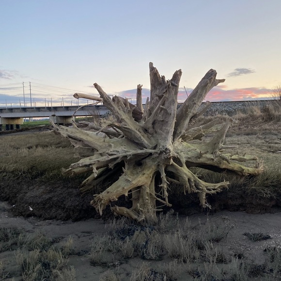 🌹 Welcome 🌹 - Picture 2 of 2